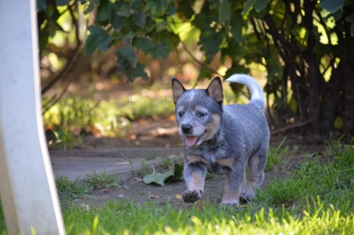 HAROLD II - male - 7 weeks old